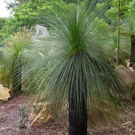 Cunoaste cineva numele acestei plante ?